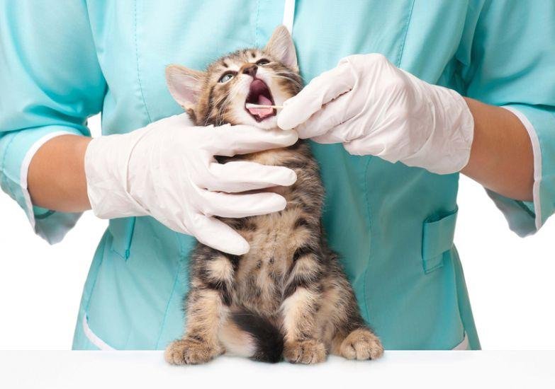 Veterinary Science Student with Animal